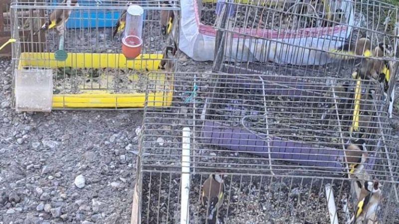 Пресякоха незаконна търговия със защитени диви птици в Пловдив